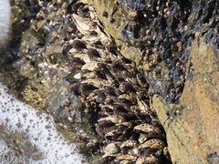 Pollicipes polymerus
