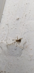 Labahitha marginata