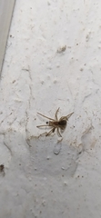 Labahitha marginata