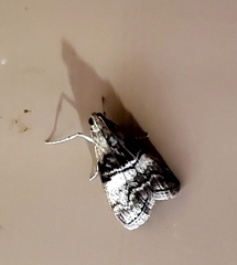 Pococera asperatella