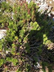 Phyllodoce empetriformis