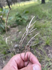 Muhlenbergia mexicana