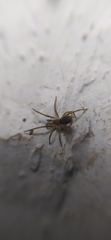 Labahitha marginata