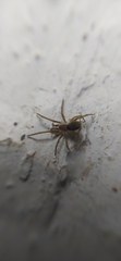 Labahitha marginata