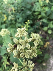 Selineae