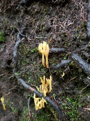 Clavulinopsis corniculata