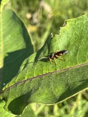 Ichneumon ambulatorius