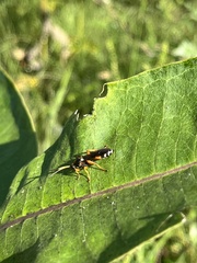Ichneumon ambulatorius