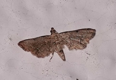 Lathrotelinae