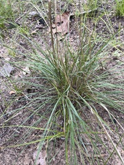 Muhlenbergia mexicana