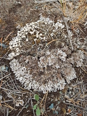 Peltigera rufescens