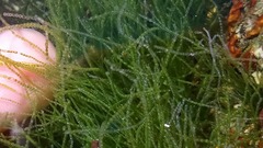 Chaetomorpha moniligera