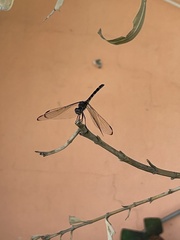 Dythemis nigrescens