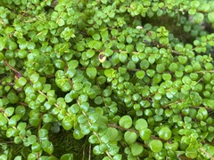 Gaultheria hispidula