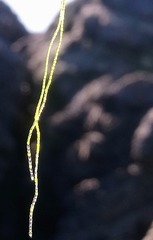 Chaetomorpha moniligera