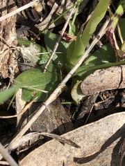 Pterostylis cycnocephala