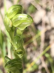 Pterostylis cycnocephala