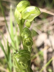 Pterostylis cycnocephala