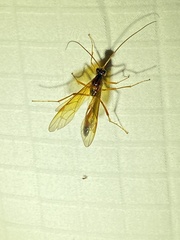 Opheltes glaucopterus