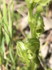 Pterostylis cycnocephala
