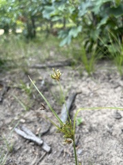 Cyperus schweinitzii