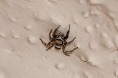 Habronattus klauseri