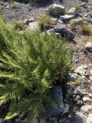 Athyrium americanum