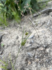 Cyperus schweinitzii