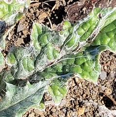 Cirsium undulatum