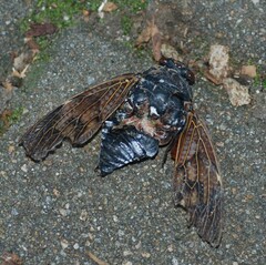 Graptopsaltria nigrofuscata