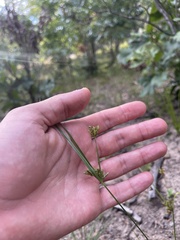 Cyperus schweinitzii