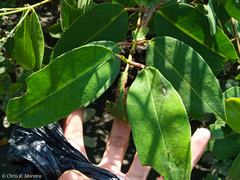 Laguncularia racemosa