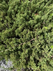 Juniperus chinensis