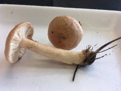 Lactarius chrysorrheus