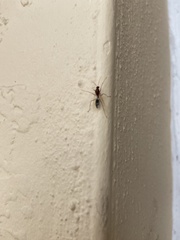 Camponotus floridanus