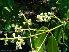 Laguncularia racemosa