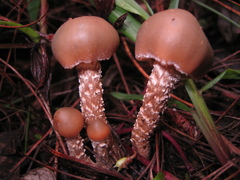 Psilocybe zapotecorum
