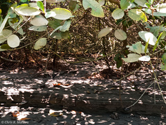 Laguncularia racemosa