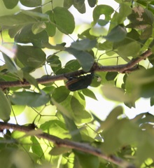 Cotinis mutabilis