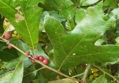 Kokkocynips imbricariae