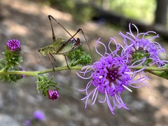 Liatris squarrulosa
