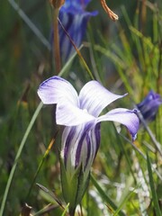 Gentianopsis holopetala