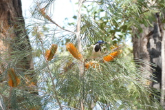 Entomyzon cyanotis