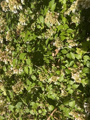 Abelia