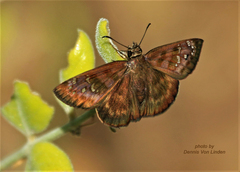 Ephyriades brunnea