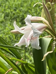 Crinum bulbispermum