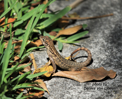 Leiocephalus carinatus