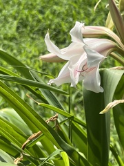 Crinum bulbispermum