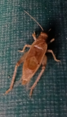 Hapithus saltator