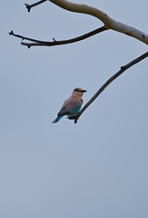 Coracias benghalensis